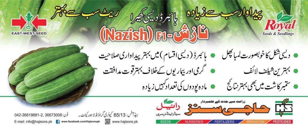 NAZISH DESIGN1 FNF