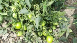 Plantation of F1-1554, 16th March 2021, Sindh.