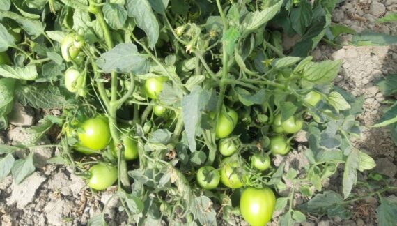 Plantation of F1-1554, 16th March 2021, Sindh.