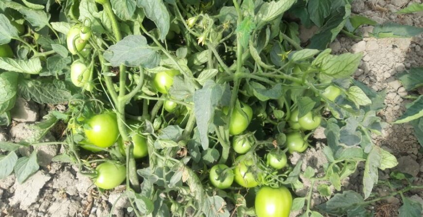 Plantation of F1-1554, 16th March 2021, Sindh.